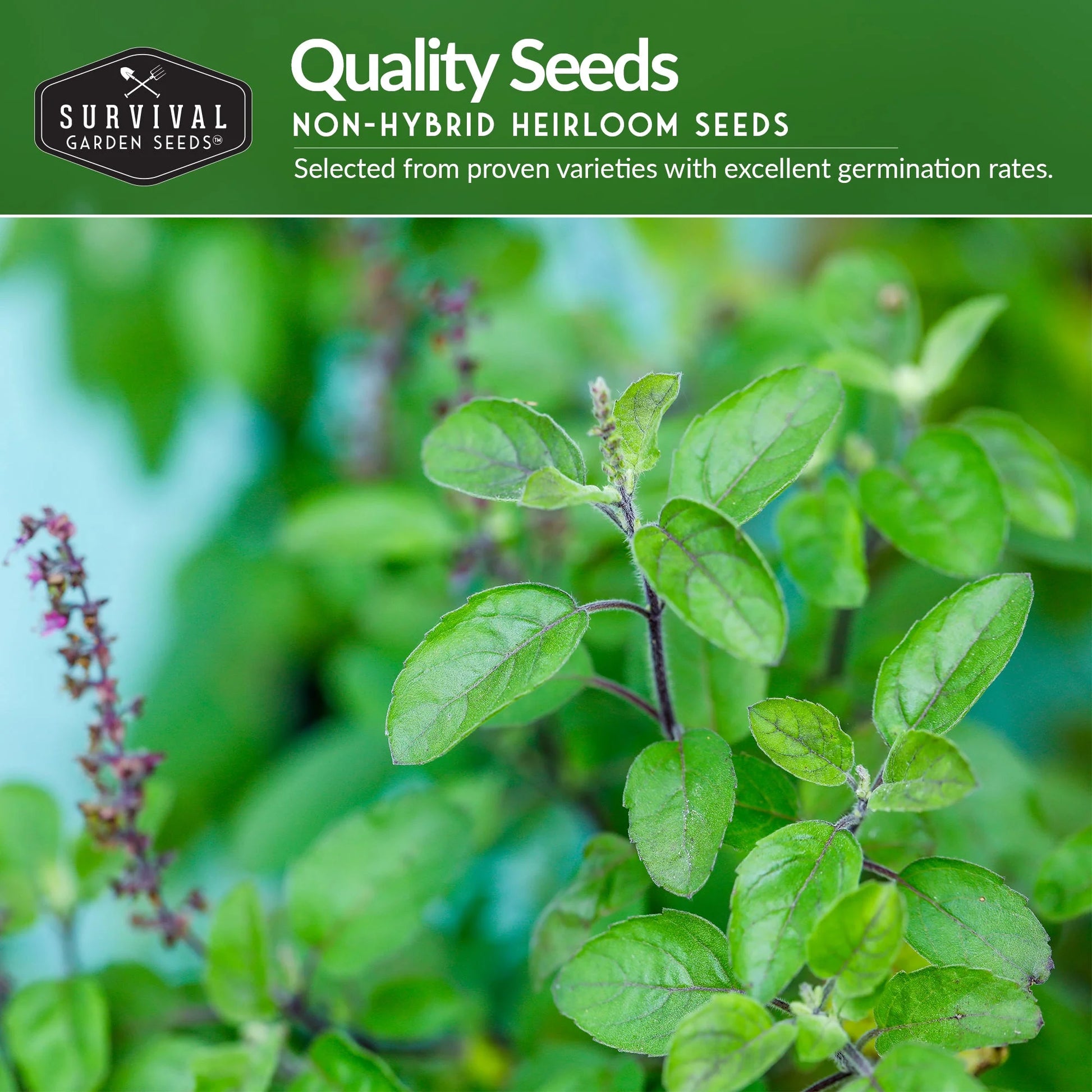 Medicinal Herb Seed Collection — 36 Healing Heirloom Varieties, Perennial